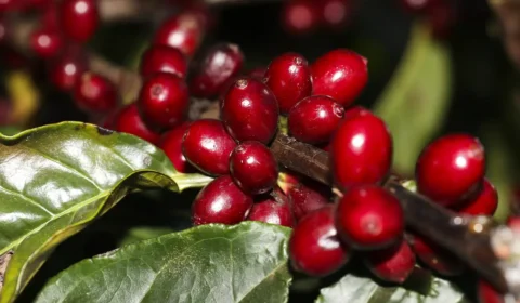 Aeronaves, óleo, café e carne estão fora do tarifaço imposto pelos EUA