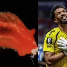 Nova espécie de molusco é batizada de ‘Aldisa vozinha’ em homenagem a goleiro africano