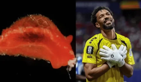 Nova espécie de molusco é batizada de ‘Aldisa vozinha’ em homenagem a goleiro africano