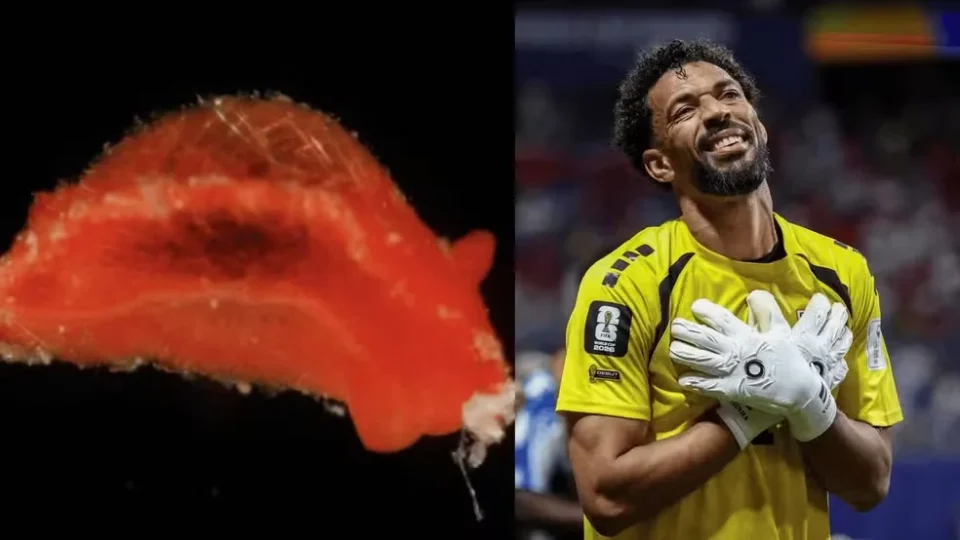 Nova espécie de molusco é batizada de ‘Aldisa vozinha’ em homenagem a goleiro africano
