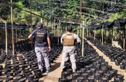 Brasil vê disparada na apreensão de ‘maconha gourmet’ produzida nos EUA