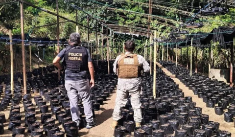 Brasil vê disparada na apreensão de ‘maconha gourmet’ produzida nos EUA