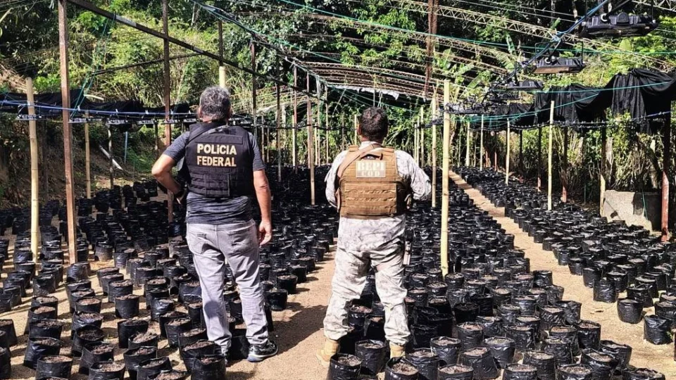 Brasil vê disparada na apreensão de ‘maconha gourmet’ produzida nos EUA