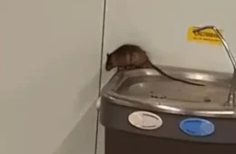 Passageiro filma rato em cima de bebedouro no aeroporto de Guarulhos