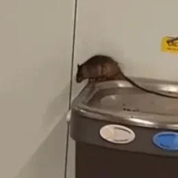 Passageiro filma rato em cima de bebedouro no aeroporto de Guarulhos