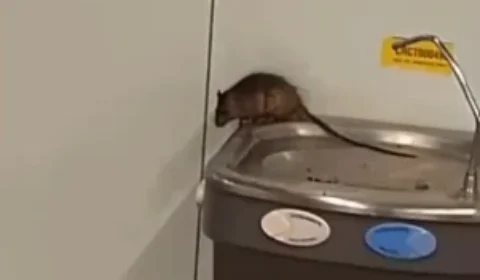 Passageiro filma rato em cima de bebedouro no aeroporto de Guarulhos