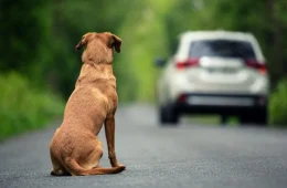 Câmara aprova cassar CNH de quem usar carro para abandonar animais na rua