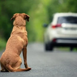 Câmara aprova cassar CNH de quem usar carro para abandonar animais na rua