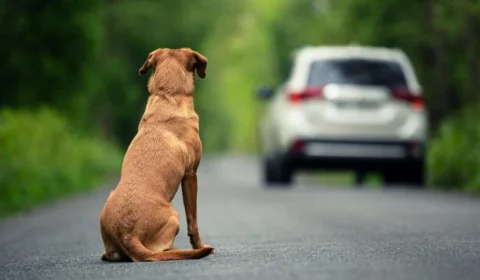 Câmara aprova cassar CNH de quem usar carro para abandonar animais na rua