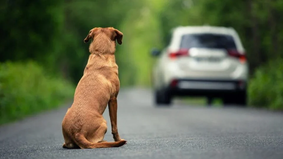 Câmara aprova cassar CNH de quem usar carro para abandonar animais na rua