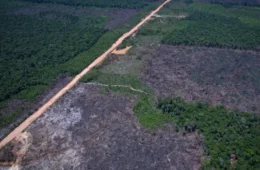 Desmatamento tem novo recorde mínimo em 2025 na mata atlântica e no pampa