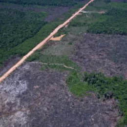 Desmatamento tem novo recorde mínimo em 2025 na mata atlântica e no pampa