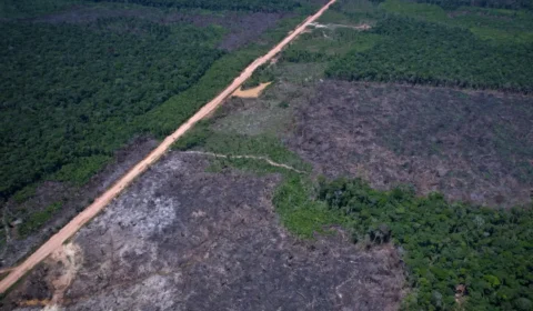 Desmatamento tem novo recorde mínimo em 2025 na mata atlântica e no pampa