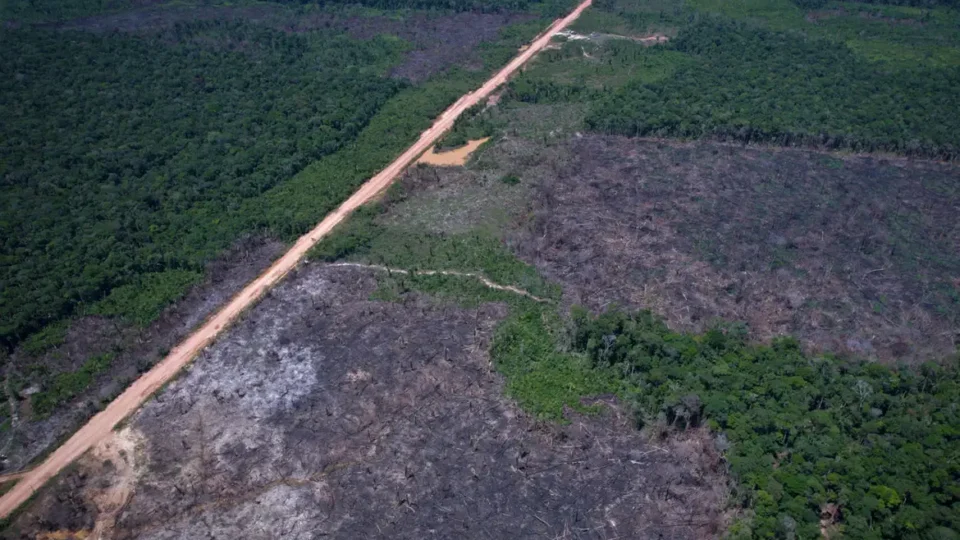 Desmatamento tem novo recorde mínimo em 2025 na mata atlântica e no pampa