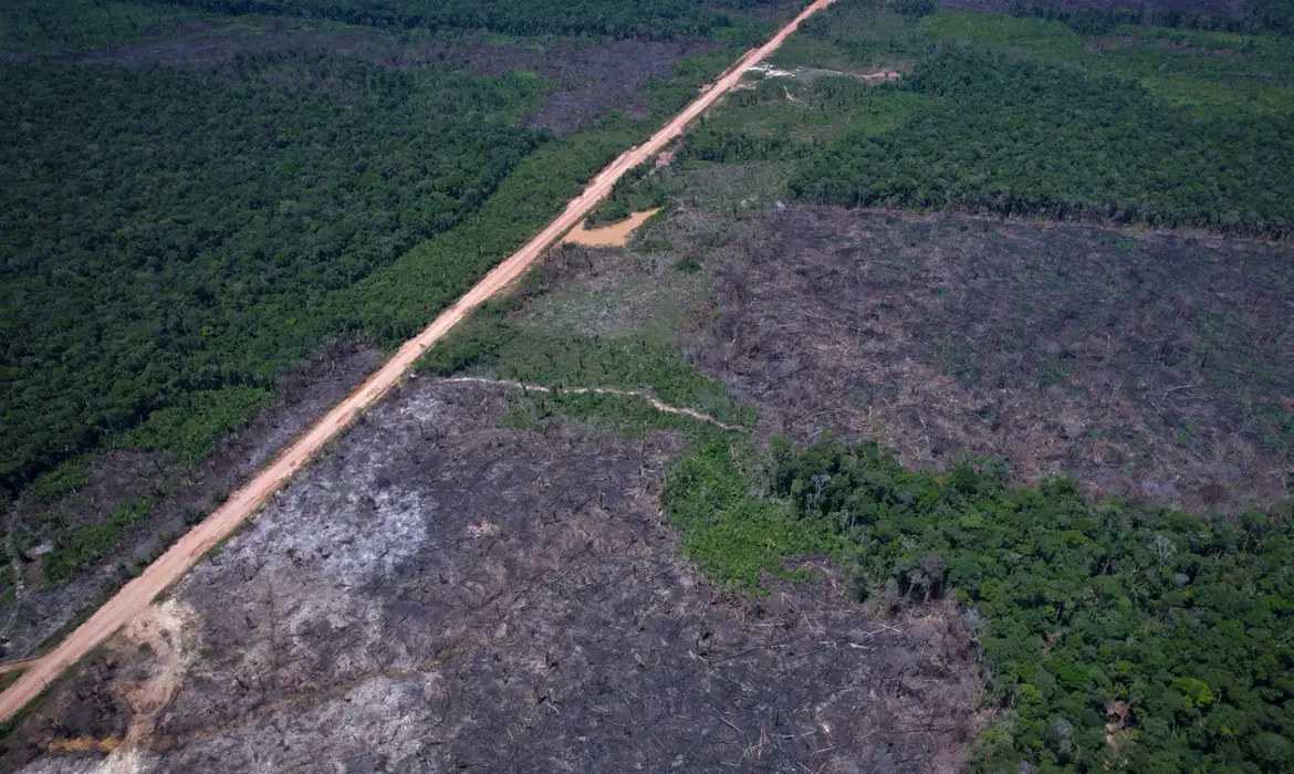 Desmatamento tem novo recorde mínimo em 2025 na mata atlântica e no pampa