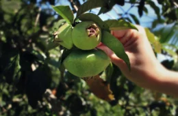 Estudo da USP destaca fruta brasileira quase esquecida que ajuda a reduzir inflamações