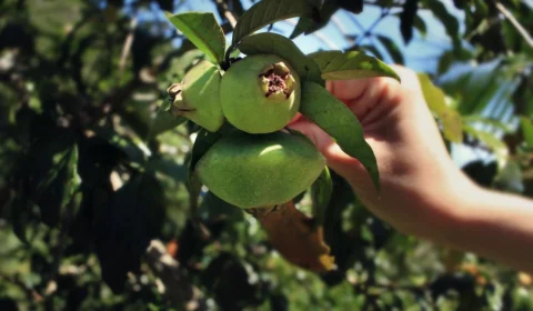 Estudo da USP destaca fruta brasileira quase esquecida que ajuda a reduzir inflamações