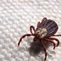 São Paulo registra 18 mortes por febre maculosa em 19 casos confirmados