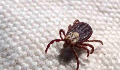 São Paulo registra 18 mortes por febre maculosa em 19 casos confirmados