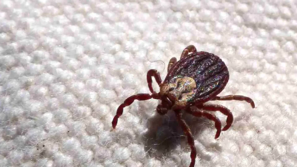 São Paulo registra 18 mortes por febre maculosa em 19 casos confirmados