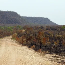 Mapbiomas: menor vegetação nativa expõe mais o país ao El Niño