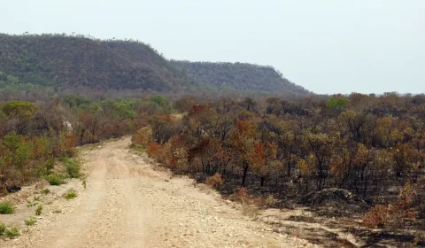 Mapbiomas: menor vegetação nativa expõe mais o país ao El Niño