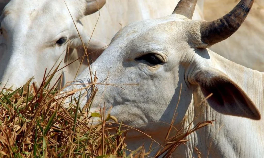 UE compra pouca carne do Brasil, mas paga mais caro e funciona como porta de entrada