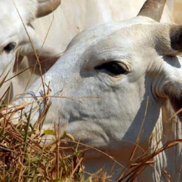 UE compra pouca carne do Brasil, mas paga mais caro e funciona como porta de entrada