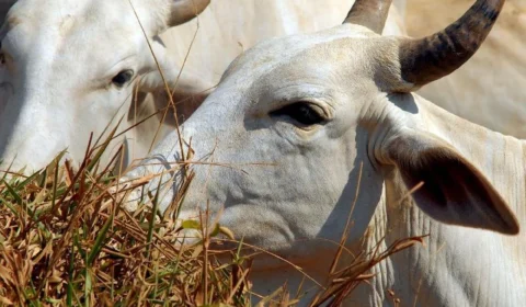 UE compra pouca carne do Brasil, mas paga mais caro e funciona como porta de entrada