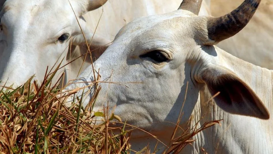 UE compra pouca carne do Brasil, mas paga mais caro e funciona como porta de entrada