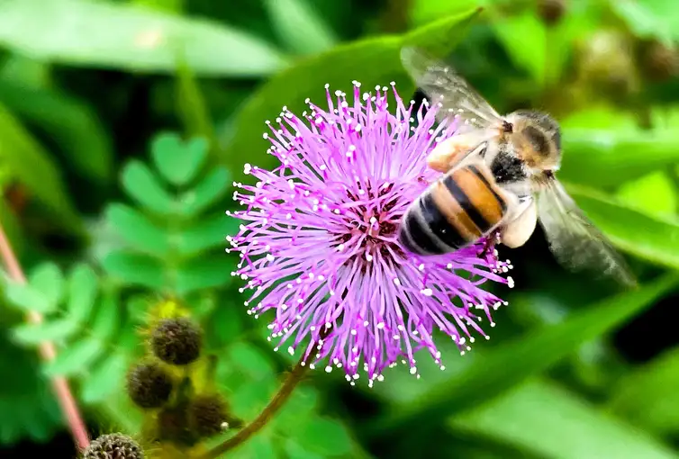 Abelha africana ou africanizada (Apis mellifera scutellata), no Parque Ecológico do Lago Norte. Foto: Juca Varella/Agência Brasil