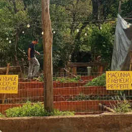 Polícia destrói cultivo de cannabis medicinal de associação e prende colaboradores