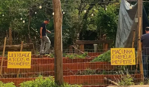Polícia destrói cultivo de cannabis medicinal de associação e prende colaboradores