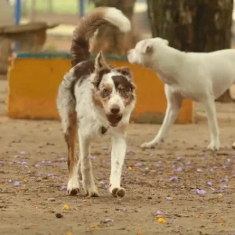 Cérebro de cachorros capta várias emoções no rosto humano, segundo estudo