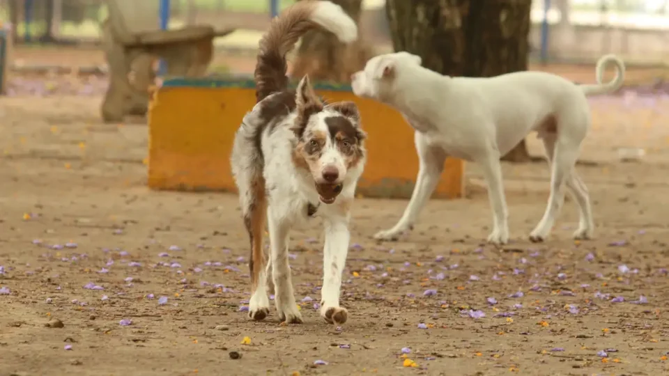 Cérebro de cachorros capta várias emoções no rosto humano, segundo estudo