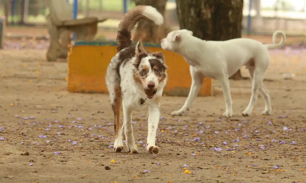 Cérebro de cachorros capta várias emoções no rosto humano, segundo estudo