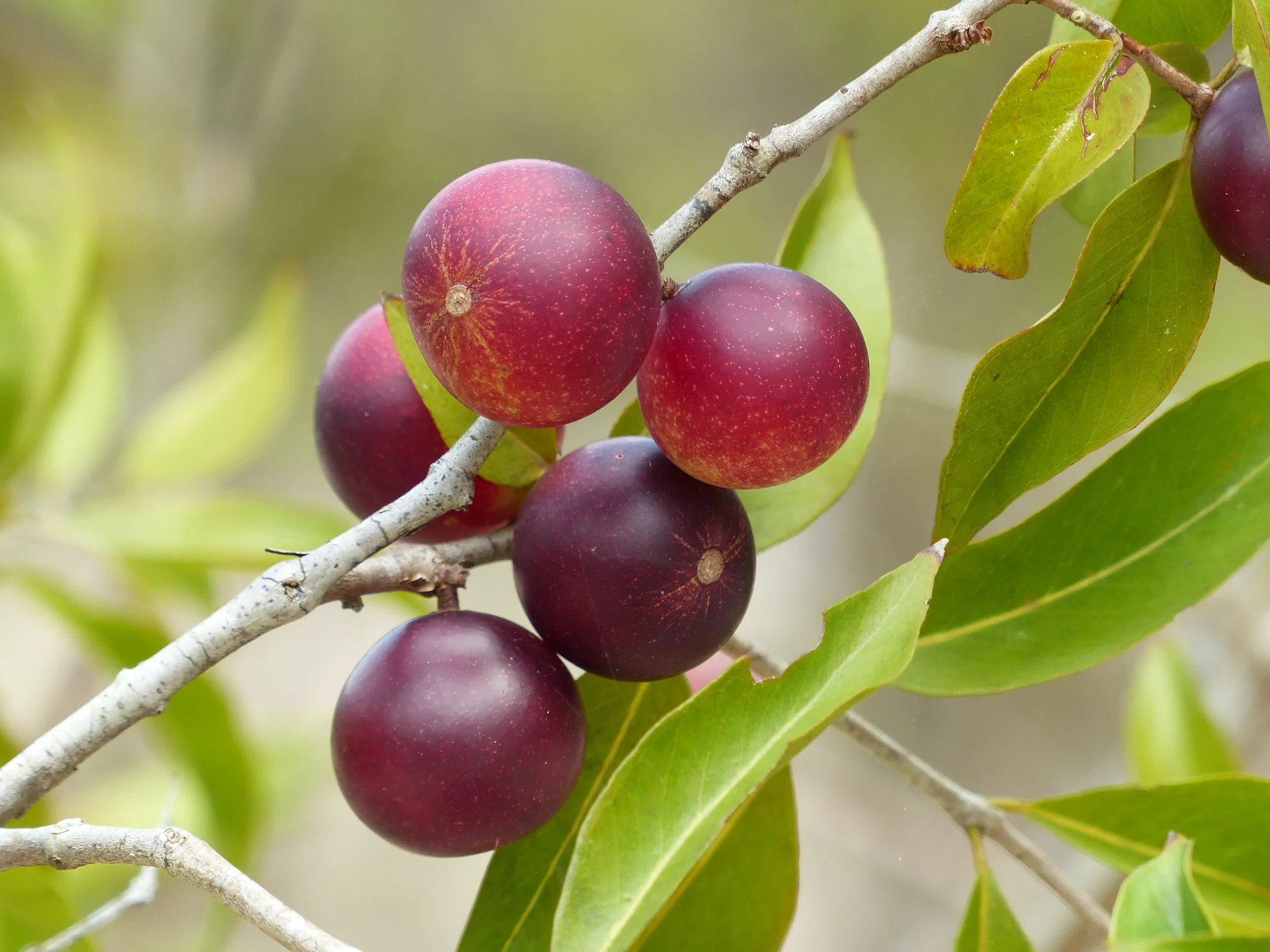 camu-camu
