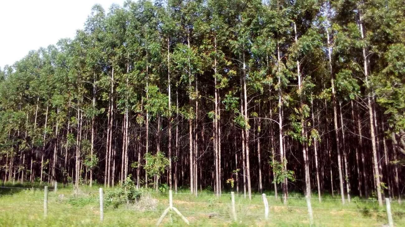 Uma das plantações de eucalipto da Aperam Bioenergia