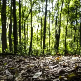 Produção florestal no país alcança recorde de R$ 47,9 bilhões em 2025
