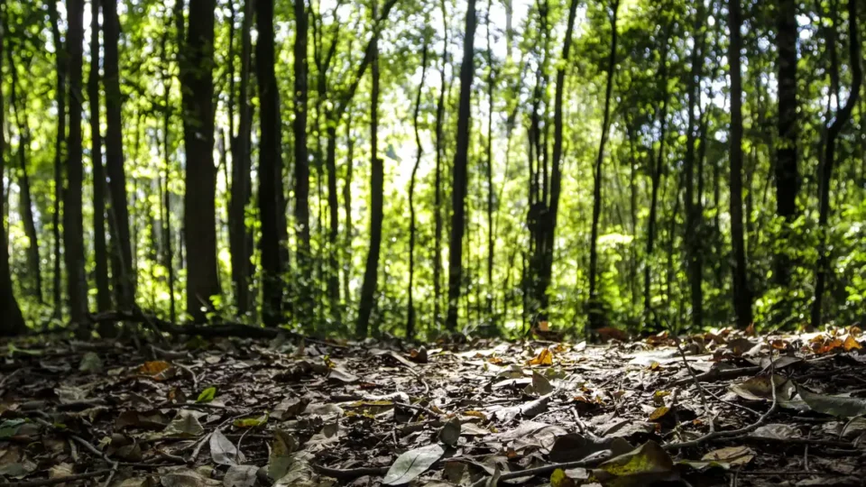 Produção florestal no país alcança recorde de R$ 47,9 bilhões em 2025