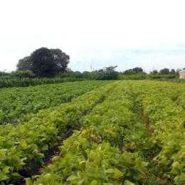 Segurança alimentar e povos indígenas têm R$ 64,3 milhões em crédito