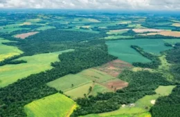 Cultivos de soja e cana quintuplicam na Mata Atlântica e agropecuária chega a 63% do território