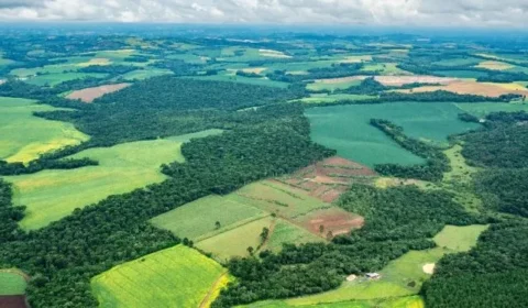 Cultivos de soja e cana quintuplicam na Mata Atlântica e agropecuária chega a 63% do território