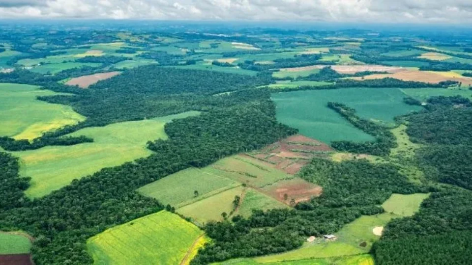 Cultivos de soja e cana quintuplicam na Mata Atlântica e agropecuária chega a 63% do território
