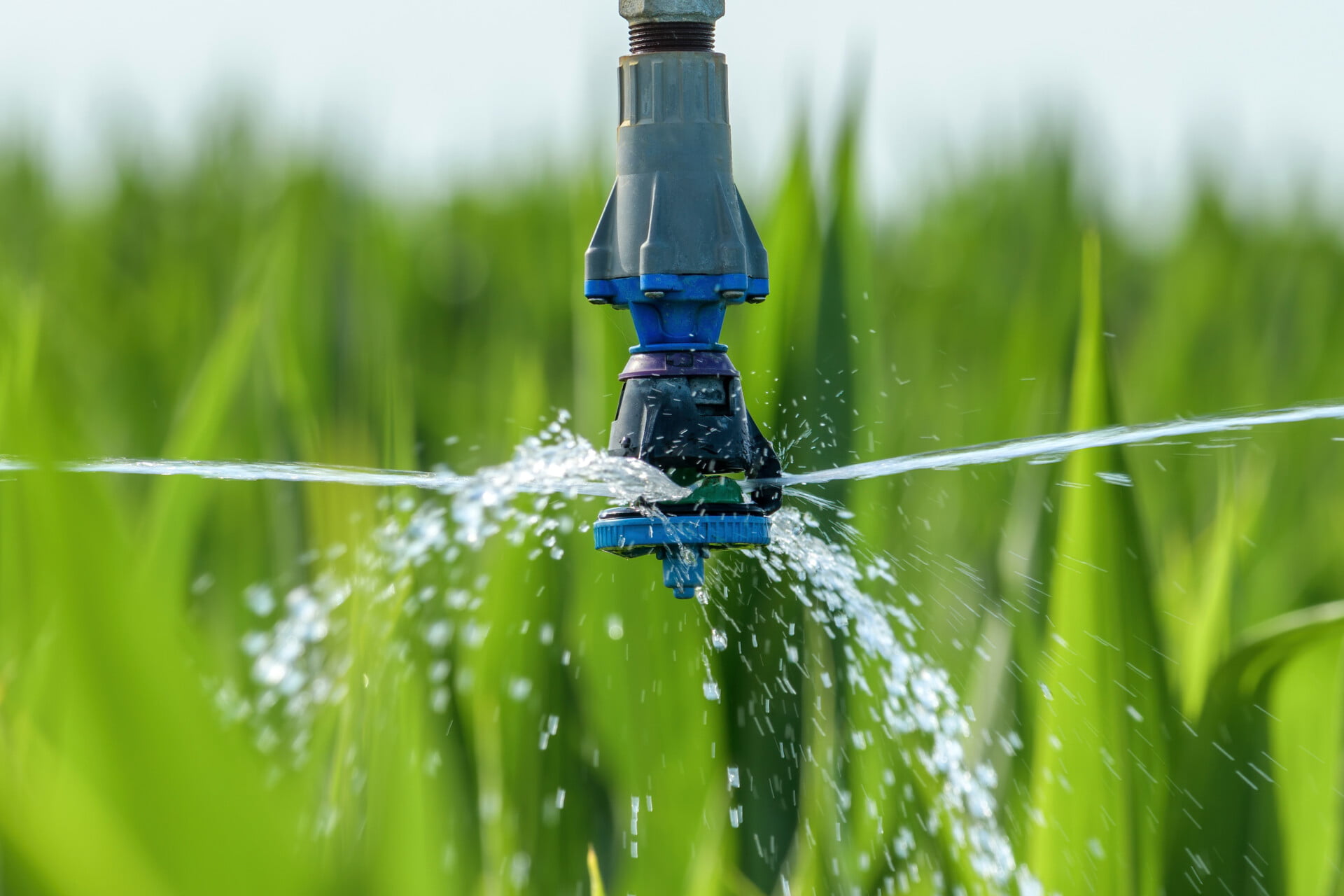 arroz orgânico, renda média, produção de alimentos, calor, irrigação