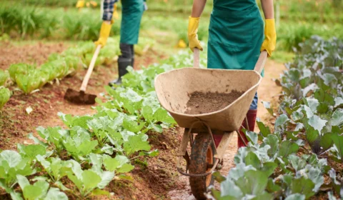 Em programa de governo, Bolsonaro fala em agronegócio sustentável apesar de ter sido responsável por índices recordes de desmatamento