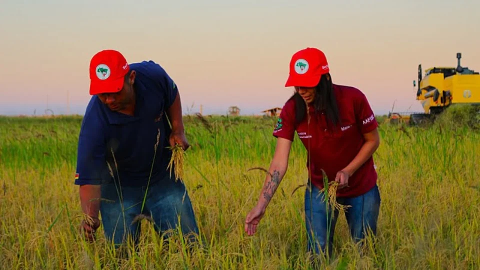 Maior produtor de arroz orgânico da América Latina, MST diz que houve redução de 40% na compra no produto por parte do governo para alimentação escolar