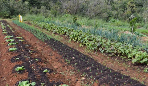 Presidenciáveis têm planos para a agricultura com focos distintos. Lula prioriza fomento à agricultura familiar e sustentável para ajudar a combater a fome