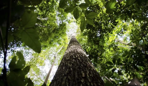 STF ordena reativação do Fundo Amazônia, bloqueado por Bolsonaro