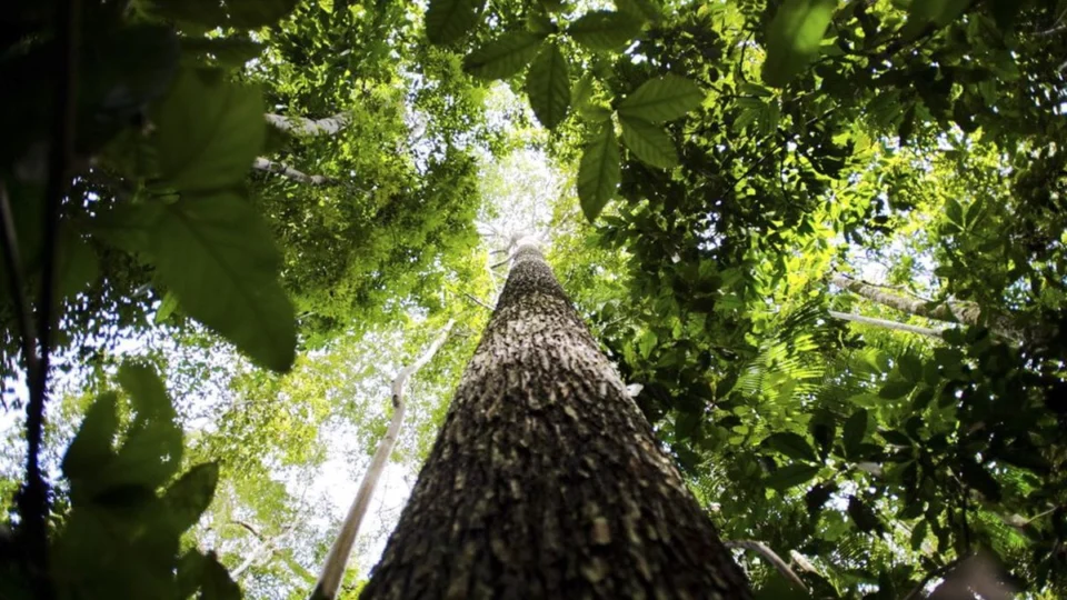 STF ordena reativação do Fundo Amazônia, bloqueado por Bolsonaro